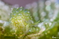   Green grape  